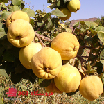 نهال به کشاورزی