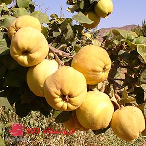 نهال به کشاورزی