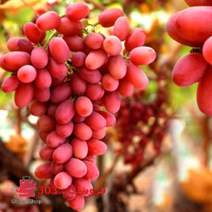 نهال انگور کریمسون