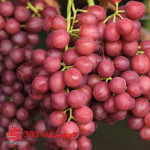 نهال انگور جوین
