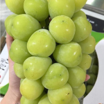 خرید نهال انگور موسکات