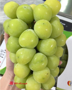 خرید نهال انگور موسکات