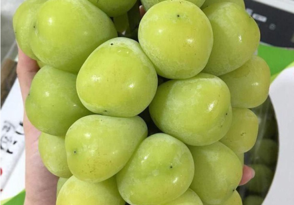 خرید نهال انگور موسکات