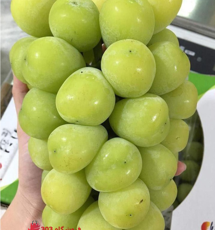 خرید نهال انگور موسکات