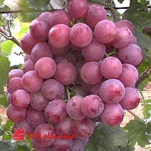نهال انگور ردگلوب