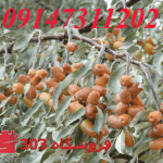 نهال سنجد حاج حسینی و خرمایی