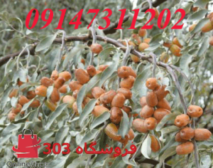نهال سنجد حاج حسینی و خرمایی