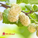 نهال توت سفید