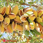 نهال بادام شکوفه