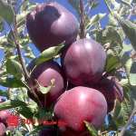 نهال سیب قرمز
