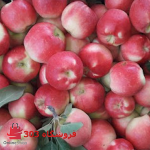 نهال سیب گلاب