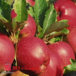 نهال سیب استارکینگ فرانسه
