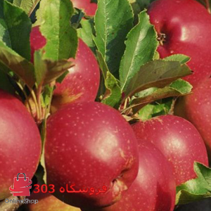 نهال سیب استارکینگ فرانسه