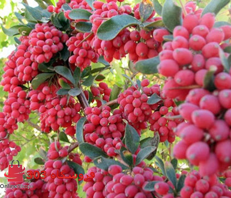 نهال زرشک