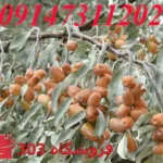 فروش نهال سنجد حاج حسینی