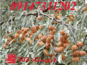 فروش نهال سنجد حاج حسینی