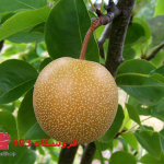 گلابی ناشی پرتغالی