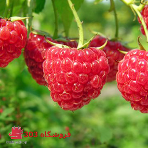 نهال رزبری