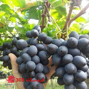 نهال انگئر خارجی شامپاین