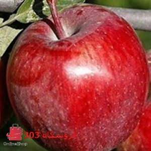 نهال سیب قرمز لبنان
