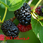 خرید نهال شاه توت قرمز