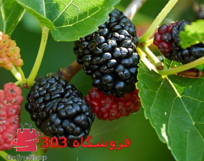 خرید نهال شاه توت قرمز