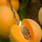نهال زرد الو انبه ای