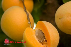 نهال زرد الو انبه ای