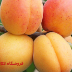 نهال زردالو عسگرآباد