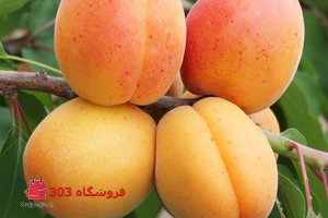 نهال زردالو عسگرآباد