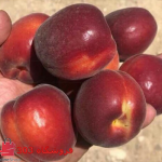 نهال زردالو قرمز