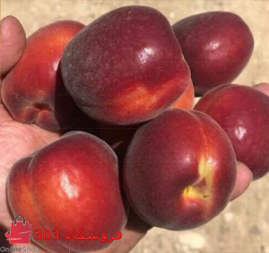 نهال زردالو قرمز