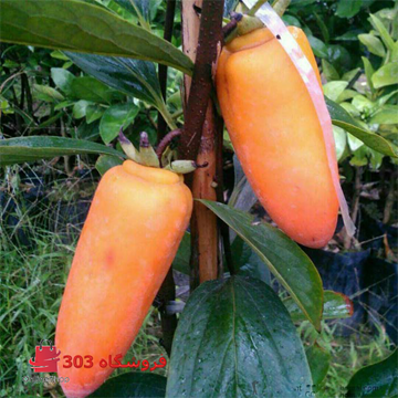نهال خرمالو موزی