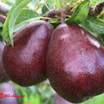 نهال گلابی آنجو