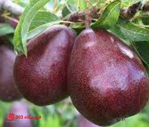 نهال گلابی آنجو