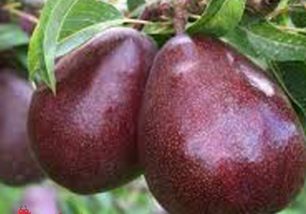 نهال گلابی آنجو