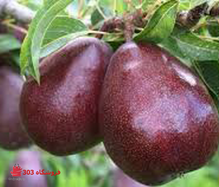 نهال گلابی آنجو