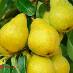 نهال گلابی بیروتی