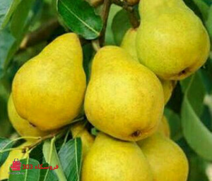 نهال گلابی بیروتی