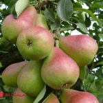 نهال گلابی درگزی