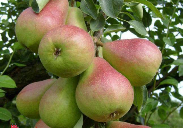 نهال گلابی درگزی