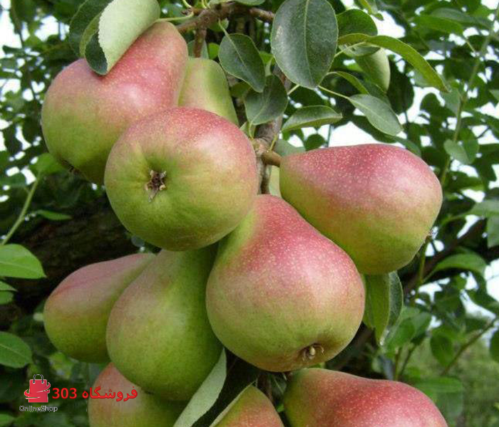 نهال گلابی درگزی
