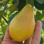 نهال گلابی اسپادانا