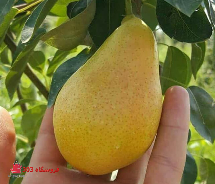 نهال گلابی اسپادانا