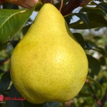 نهال گلابی شاه میوه