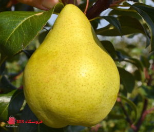 نهال گلابی شاه میوه