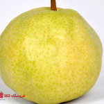 نهال گلابی سیبری