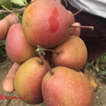 نهال گلابی ترکیه