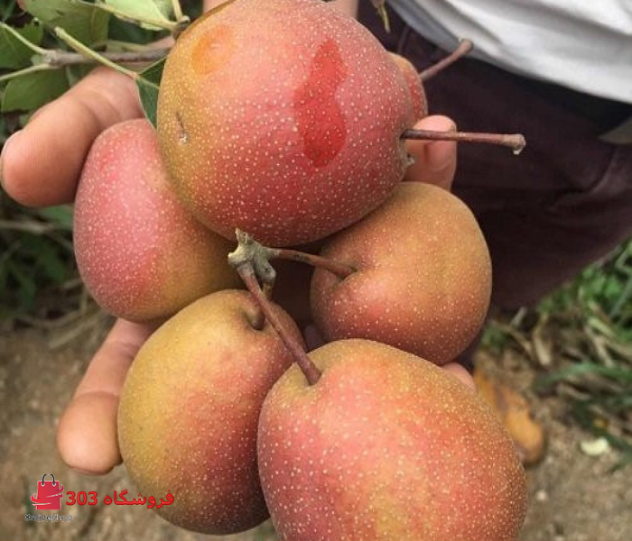 نهال گلابی ترکیه