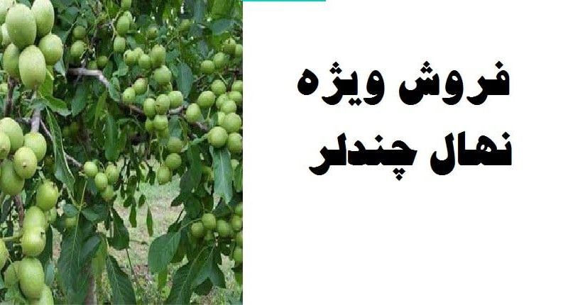 نهال چندلر